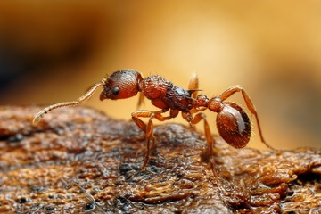 Closeup of myrmica ant