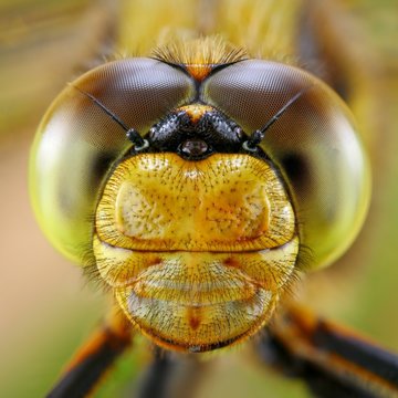 Portrait of Dragonfly