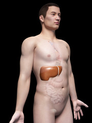 illustration of the liver of an asian male guy