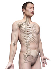 Fototapeta premium illustration of the skeleton of an asian male guy
