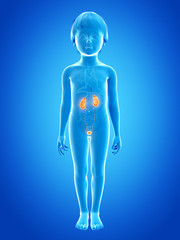 anatomy of a young child - urinary system