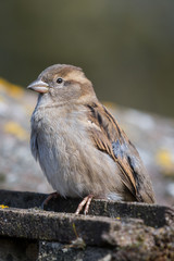 Sparrow