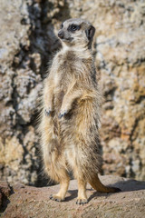Meercat