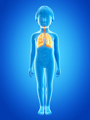 anatomy of a young child - lung © Sebastian Kaulitzki