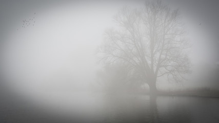 Foggy Lake Uk