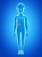 anatomy of a young child - gallbladder