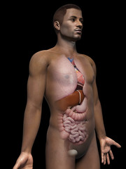 anatomy of an african american man - organs