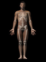 Fototapeta na wymiar anatomy of an african american man - skeleton