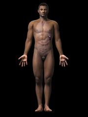 anatomy of an african american man - spleen