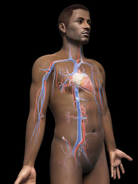 anatomy of an african american man - vascular system