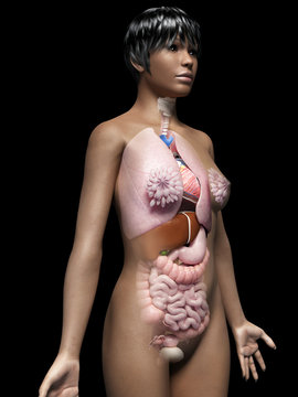 anatomy of an african american woman - organs