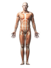 male anatomy illustration - the muscles