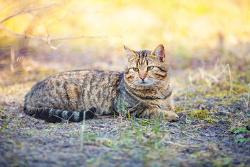 Cute cat lying outdoor at sunset