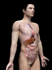 male anatomy illustration - the organs