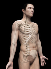 Fototapeta premium male anatomy illustration - the skeleton