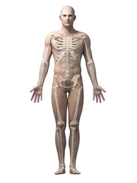 male anatomy illustration - the skeleton