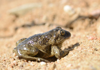 common spadefoot