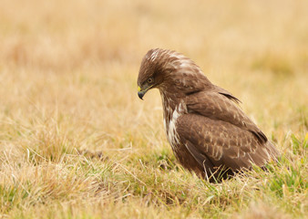 common buzzard