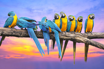 Naklejka na ściany i meble Blue and Yellow Macaw with beautiful sky at sunset