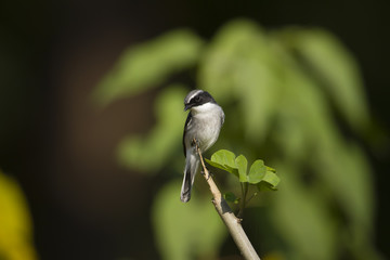 Grey bushchat male bird in Nepal