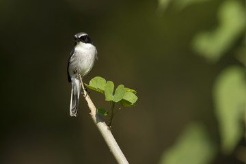 Grey bushchat male bird in Nepal