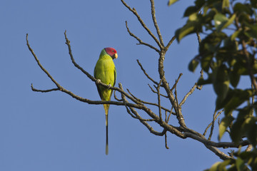 Fototapeta na wymiar Plum-headed parakeet bird male in Nepal