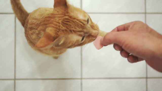 Disabled Three Legged Cat Takes a Treat