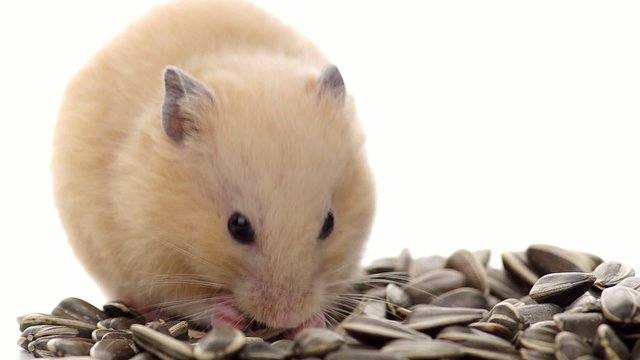 ひまわりの種を食べるキンクマハムスター
