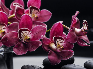 Branch red beautiful orchid flower and stones