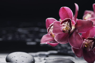 still life with red orchid on pebbles with reflection