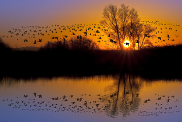 Plakat Wild Geese on an Orange Sunset
