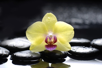 Fototapeta na wymiar Macro of yellow orchid with therapy stones