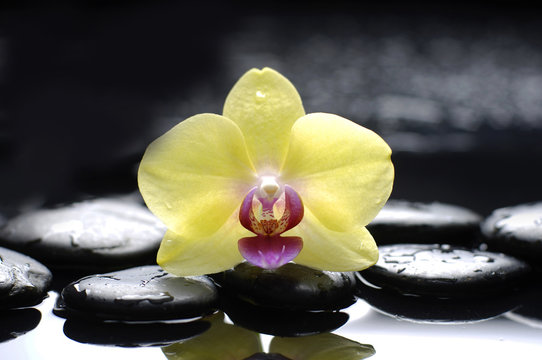 Macro of yellow orchid with therapy stones