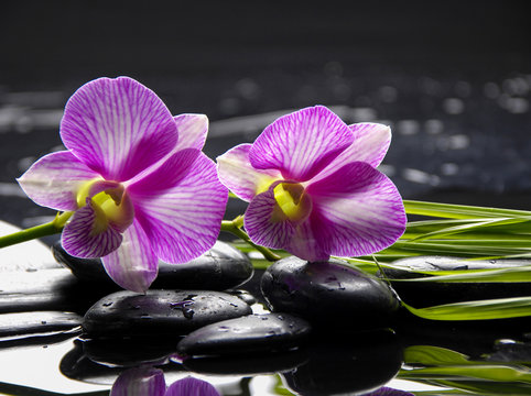 Two pink orchid with green leaf black stones