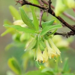 Maibeere Bluete - Lonicera kamtschatica blossom 06