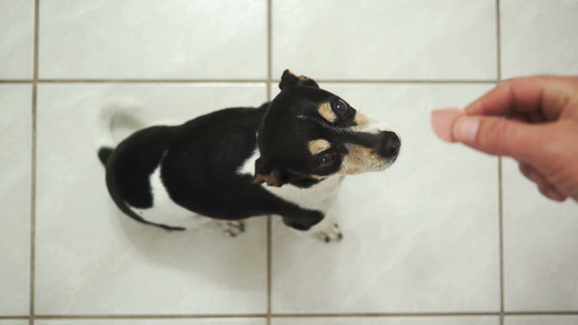 Dog Sitting For Treats Overhead