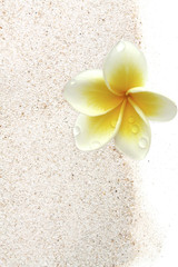 fleur de frangipanier sur sable blanc