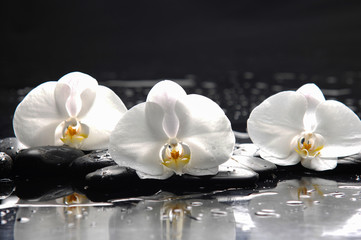 three white orchid with stones and wet background