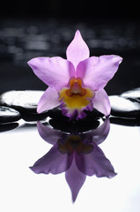 orchid with wet background