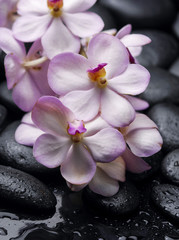 Naklejka na ściany i meble orchid with therapy stones on black background