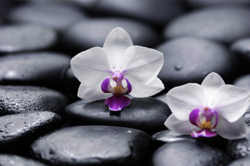 Fototapeta na wymiar Dwa białe orchidea z kamieni terapii