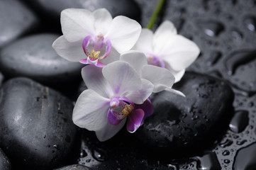 white orchid with therapy stones