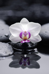 Obraz na płótnie Canvas Single white orchid with zen stones reflection