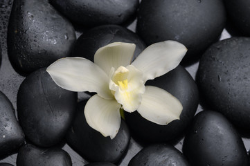 Beautiful white orchid with zen stones on black background