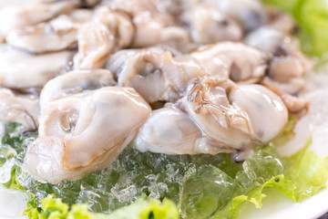 oysters