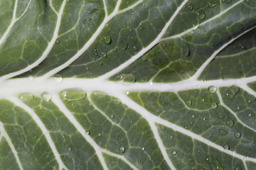 Close up macro view of cabbage leaf with drops of water.