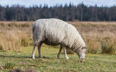 Fototapeta premium Sheep with a thick winter coat