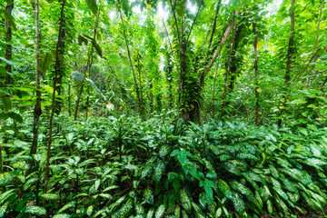 tropical forest