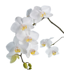 Naklejka na ściany i meble White orchid isolated on white.