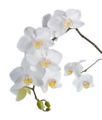 Poster Orchidée White orchid isolated on white.